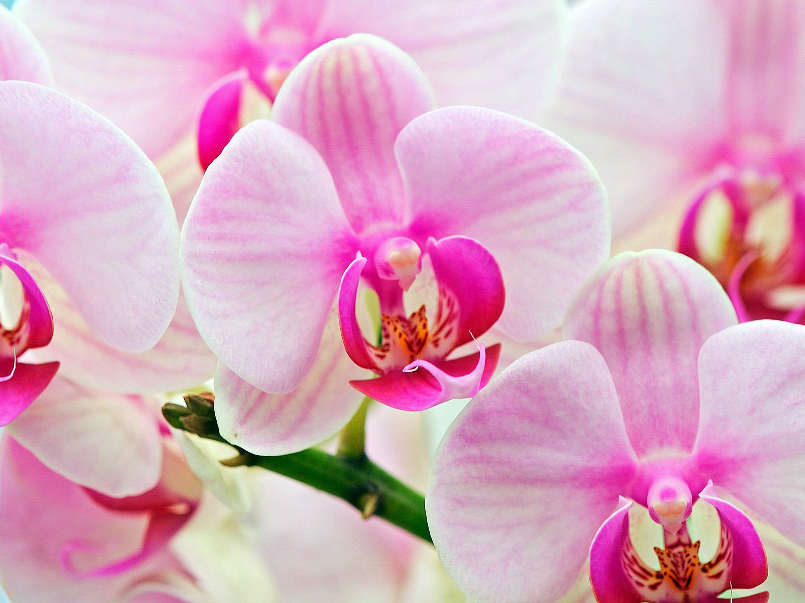 Живые орхидеи
