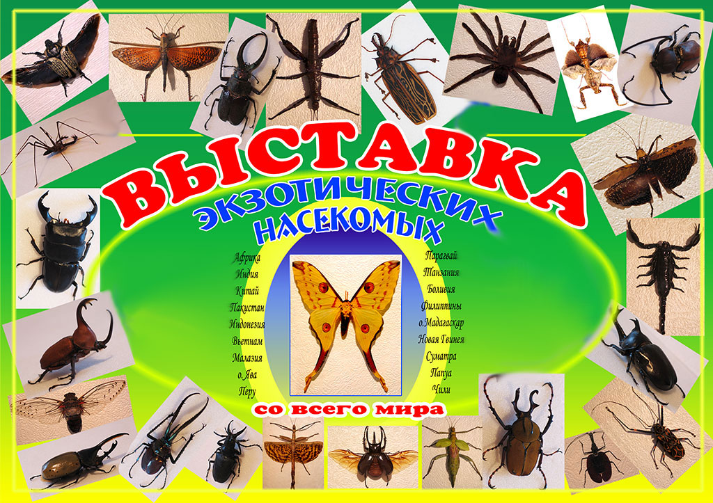 Выставка экзотических насекомых со всего мира